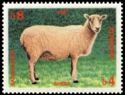 Domestic Sheep (Ovis aries)