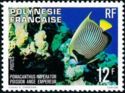 Emperor Angelfish (Pomacanthus imperator)