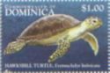 Hawksbill turtle (Eretmochelys imbricata)