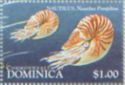 Nautilus (Nautilus pompilius)