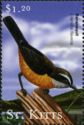 Bananaquit (Coereba flaveola)
