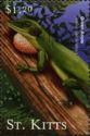 Green Anole Lizard (Anolis carolinensis)