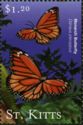 Monarch Butterfly (Danaus plexippus)