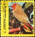 Red-Headed Lovebird (Agapornis pullarius)