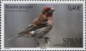 Purple Finch (Carpodacus purpureus)