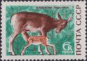 Red Deer (Cervus elaphus)