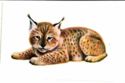 Lynx