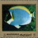 Powderblue Surgeonfish (Acanthurus leucosternon)
