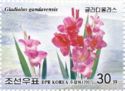 Garden gladiolus (Gladiolus gandavensis)