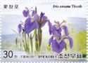 Japan-iris (Iris ensata)