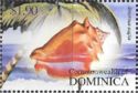 West Indian Fighting Conch (Strombus pugilis)