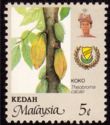 Theobroma cacao