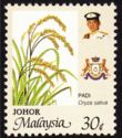Asian Rice (Oryza sativa)