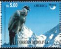 Andean Condor (Vultur gryphus)