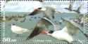 Caspian Tern (Hydroprogne caspia)