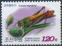 Migratory locust (Locusta migratoria) - Grass