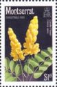 Candle Flower (Cassia alata)
