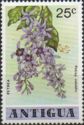 Petrea (Petrea volubilis)