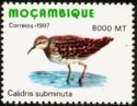 Long-toed Stint (Calidris subminuta)