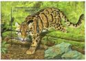 Clouded Leopard (Neofelis nebulosa)