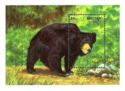Sloth Bear (Melursus ursinus)