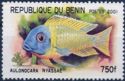Emperor Cichlid (Aulonocara nyassae)