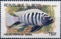 Zebra Mbuna (Pseudotropheus zebra)