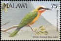 White-fronted Bee-eater (Melittophagus bullockoides)