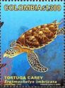 Hawksbill turtle (Eretmochelys imbricata)