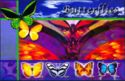 Butterflies (2)