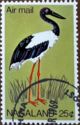 Black-necked Stork (Ephippiorhynchus asiaticus)