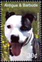 American Pit Bull Terrier (Canis lupus familiaris)