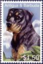 Rottweiler (Canis lupus familiaris)