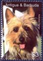 Australian Terrier (Canis lupus familiaris)