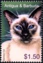 Siamese Cat (Felis silvestris catus)