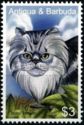 Tabby Persian (Felis silvestris catus)