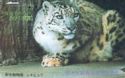 The snow leopard (Panthera uncia)