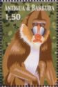 Mandrill (Mandrillus sphinx)