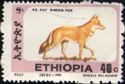 Ethiopian Wolf (Canis simensis)