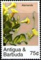Allamanda cathartica