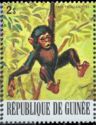 Chimpanzee (Pan troglodytes)