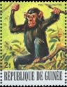 Chimpanzee (Pan troglodytes)