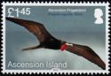 Ascension Frigatebird (Fregata aquila)