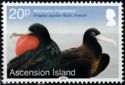 Ascension Frigatebird (Fregata aquila)