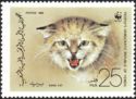 Sand Cat (Felis margarita)