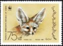 Fennec Fox (Vulpes zerda)