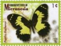 Papilio euchenor