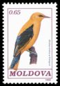 Golden Oriole (Oriolus oriolus)