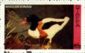 Common Shelduck (Tadorna tadorna)