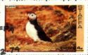 Atlantic Puffin (Fratercula arctica)